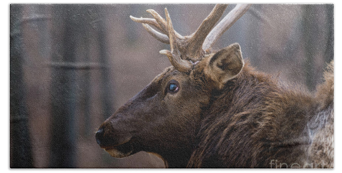 Elk Beach Towel featuring the photograph Battle Scar by Andrea Silies