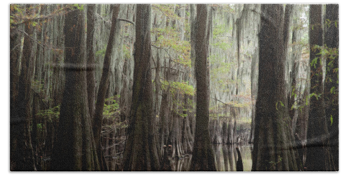Swampland Beach Towel featuring the photograph Bayou Trees by David Chasey