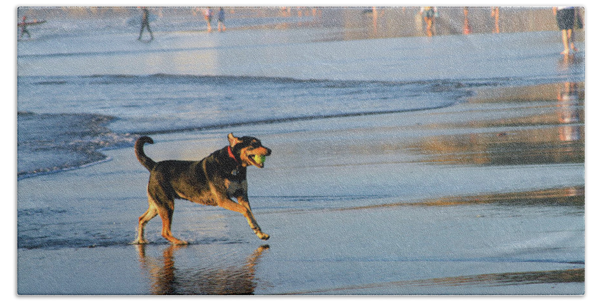 Bonnie Follett Beach Towel featuring the photograph Beach Dog Playing Fetch by Bonnie Follett