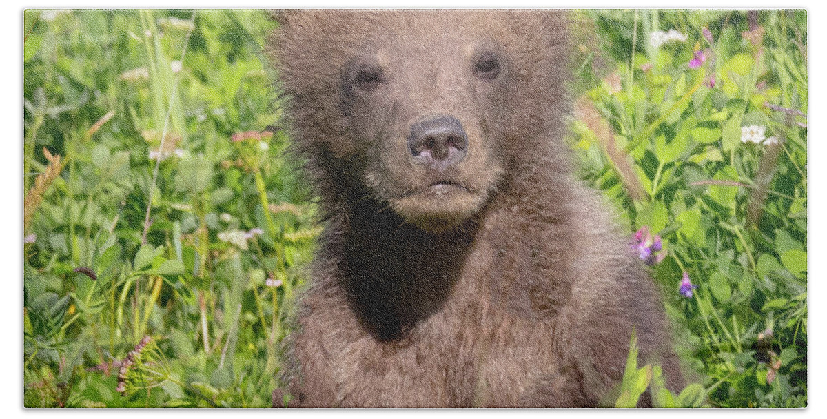 Bear Beach Towel featuring the photograph Bear Cub Cuteness by Jack Bell