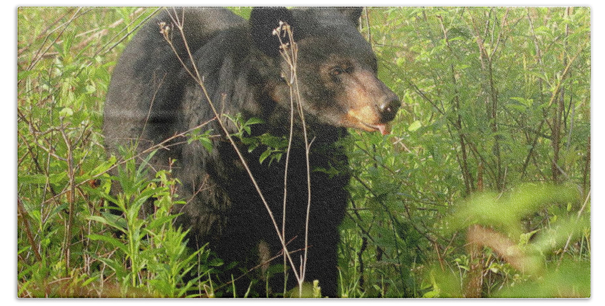 American Black Bear Beach Sheet featuring the photograph Bear in the grass by Coby Cooper