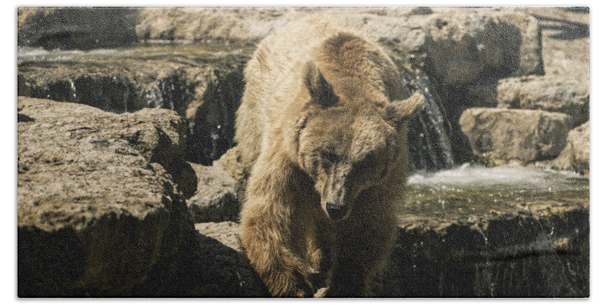 Animal Beach Towel featuring the photograph Bear by Paulo Goncalves