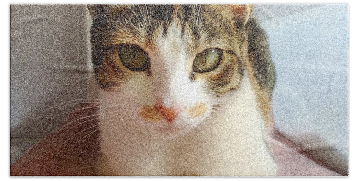 Domestic Cat Beach Towel featuring the photograph Cat Portrait by Diane Macdonald