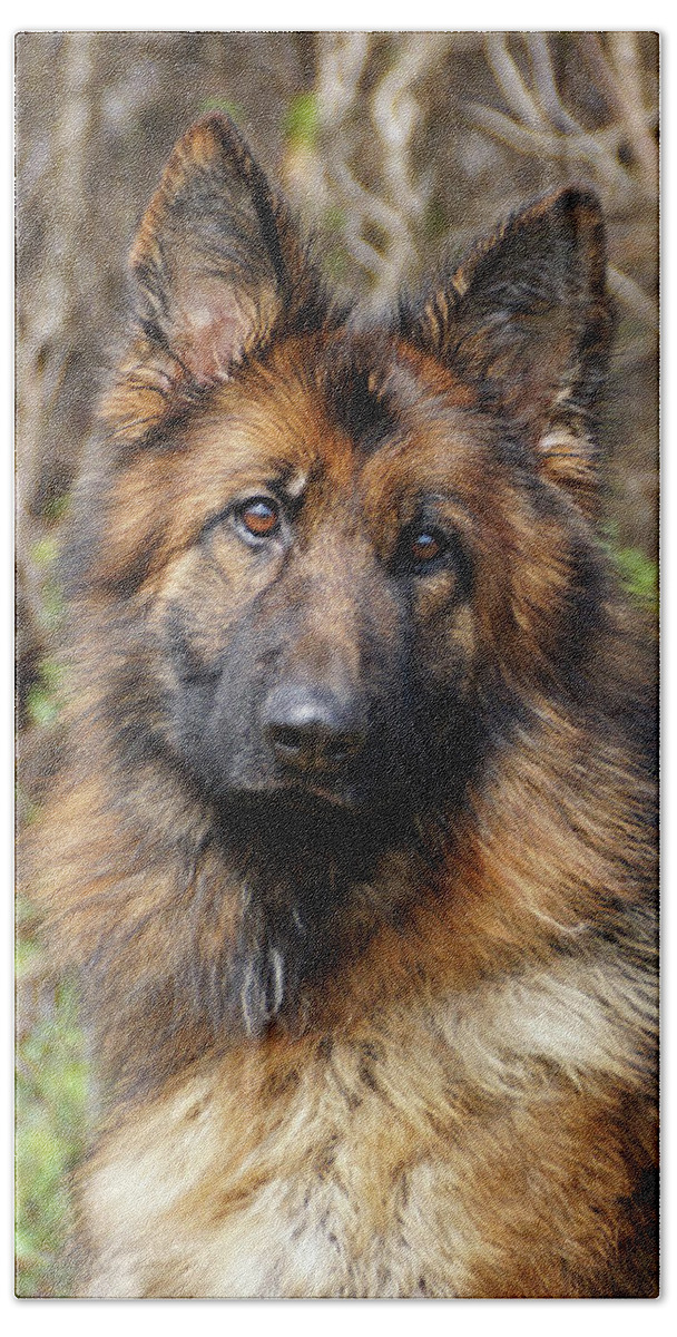 German Shepherd Beach Sheet featuring the photograph Beautiful Jessy by Sandy Keeton