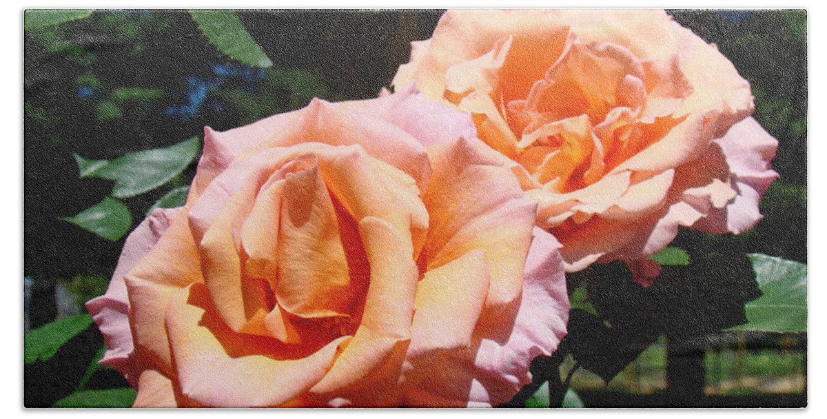 Rose Beach Towel featuring the photograph Beautiful Pink Orange Rose Flowers Garden Baslee Troutman by Patti Baslee