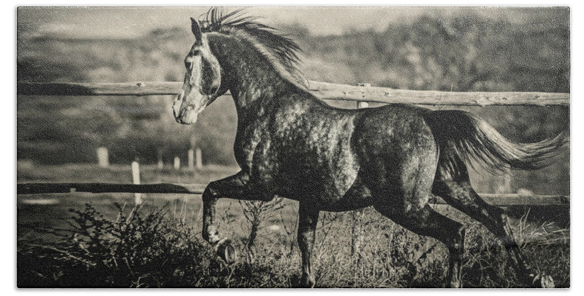 Horse Beach Towel featuring the photograph Beautiful stallion running by Dimitar Hristov
