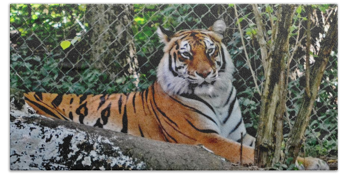 Tiger Beach Sheet featuring the photograph Beautiful Tiger by Eileen Brymer