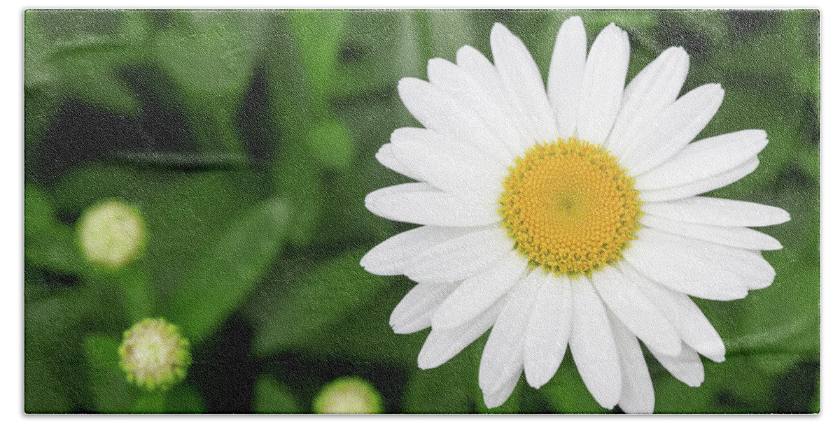 Daisy Beach Towel featuring the photograph Beautiful white daisy in the garden by GoodMood Art