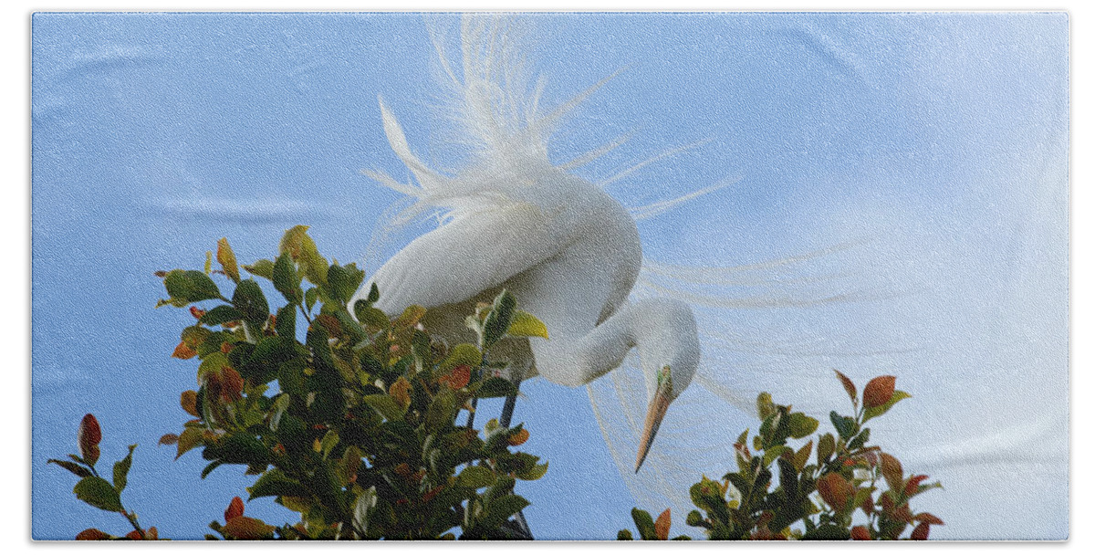 Great Egret Beach Towel featuring the photograph Beauty In The Treetop by Fraida Gutovich