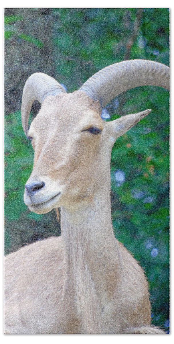 Barbary Sheep Beach Towel featuring the photograph Because I'm Pretty by Susan Lafleur