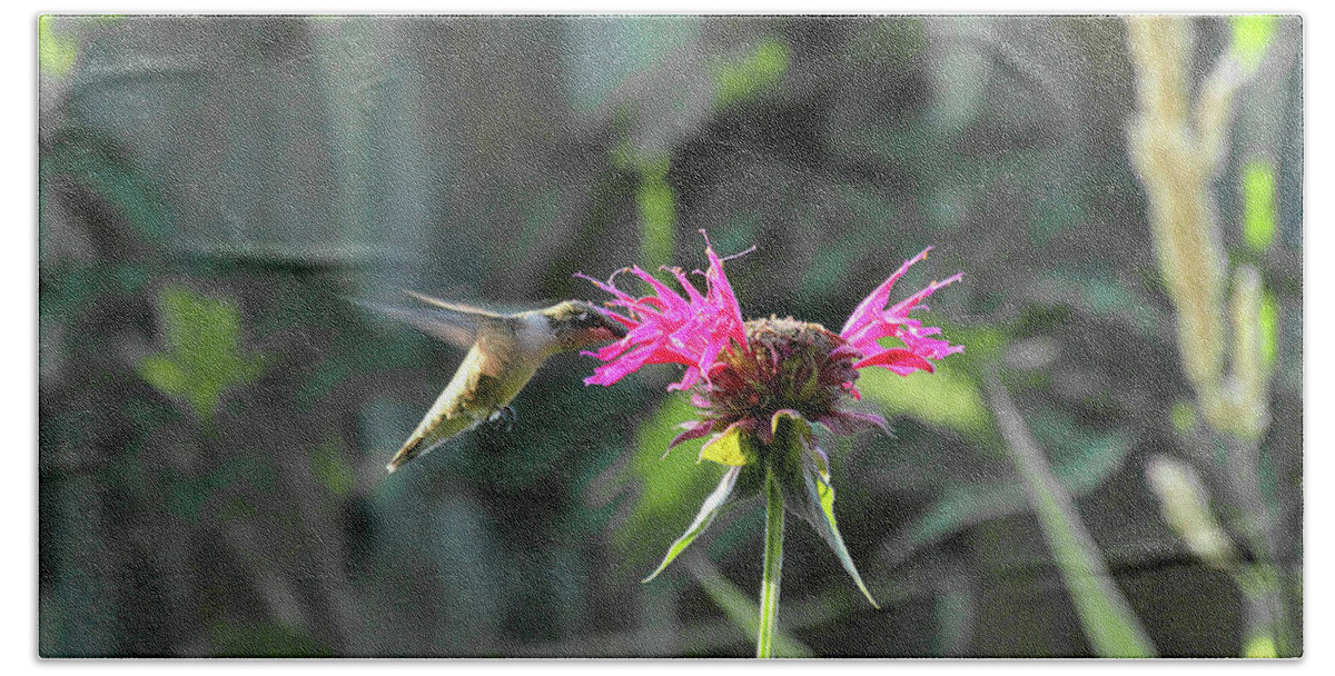 Humming Bird Beach Towel featuring the photograph Bee Balm and Hummer by David Stasiak