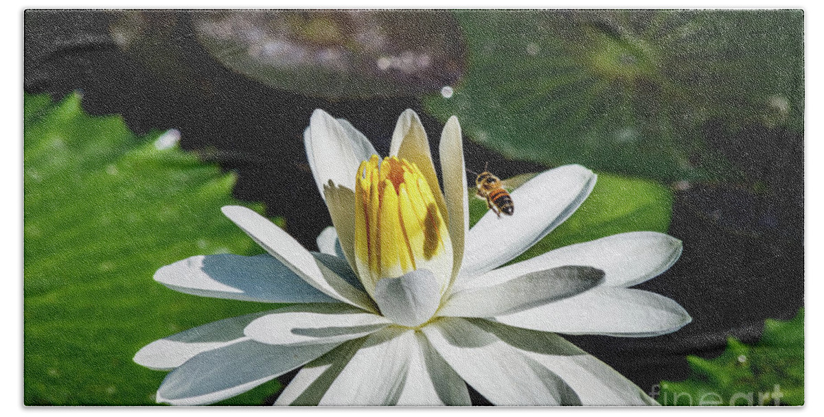 Lily Beach Sheet featuring the photograph Bee in a flower by Les Greenwood