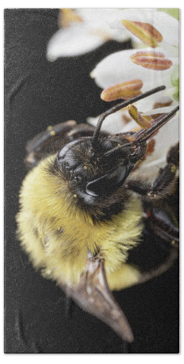  Outside Outdoors Nature Natural Light Closeup Close Up Close-up Ma Mass Massachusetts New England Newengland U.s.a. Usa Brian Hale Brianhalephoto Kolarivision Flower Botany Botanical Garden Macro Bee Bees Apiary Guacfuser Beach Towel featuring the photograph Bee Macro 1 by Brian Hale