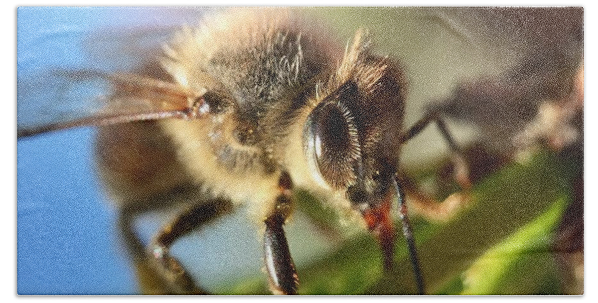Bee Beach Towel featuring the photograph Spring Bee by Masha Batkova