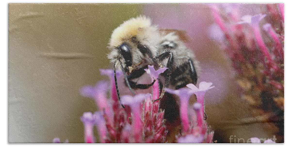 Purpletop Vervain Beach Sheet featuring the photograph Bee on a Verbena Bonariensis by Nick Biemans