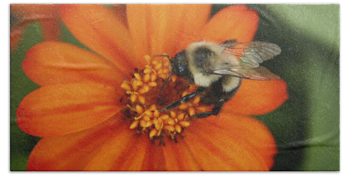 Bee Beach Sheet featuring the photograph Bee on Aster by Margie Wildblood