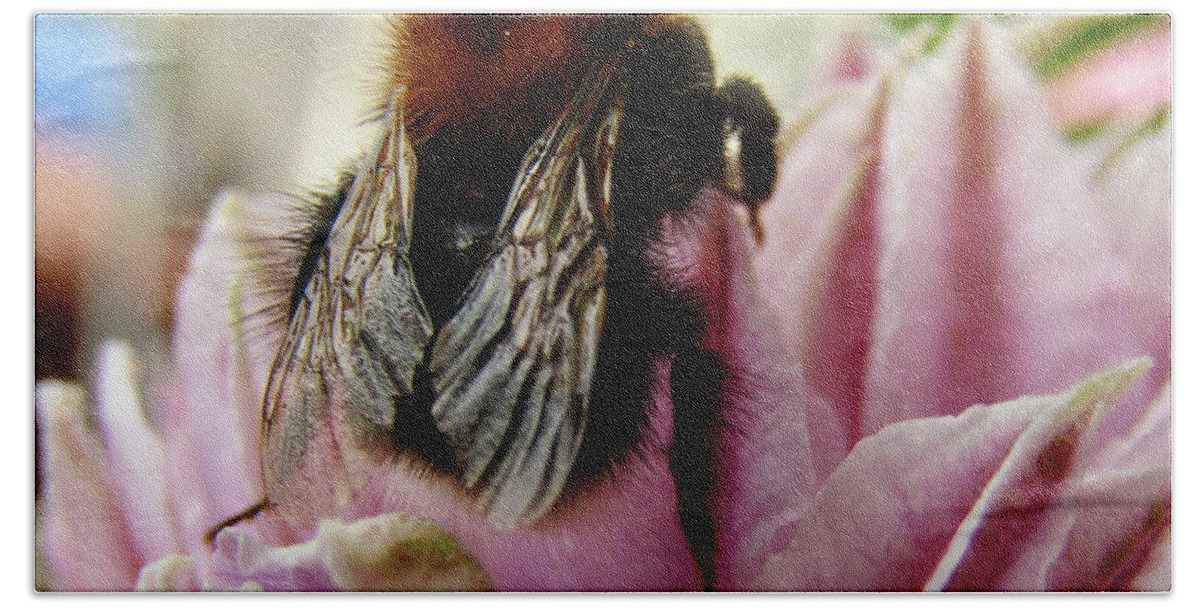 Clematis Beach Towel featuring the photograph Bee On Clematis by Kim Tran
