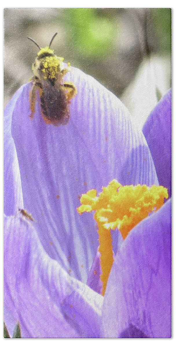 Bee Beach Towel featuring the photograph Bee Pollen by Azthet Photography