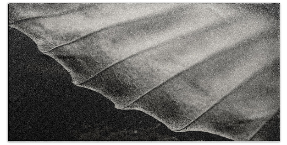Leaf Beach Sheet featuring the photograph Beech Leaf Detail #1 by Bethany Dhunjisha