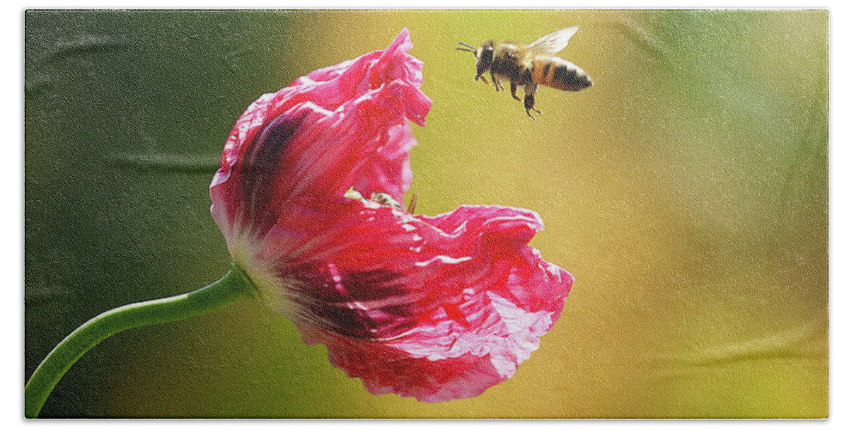 Bee Beach Towel featuring the photograph Got Bees In Me Opium Poppies by Joe Schofield