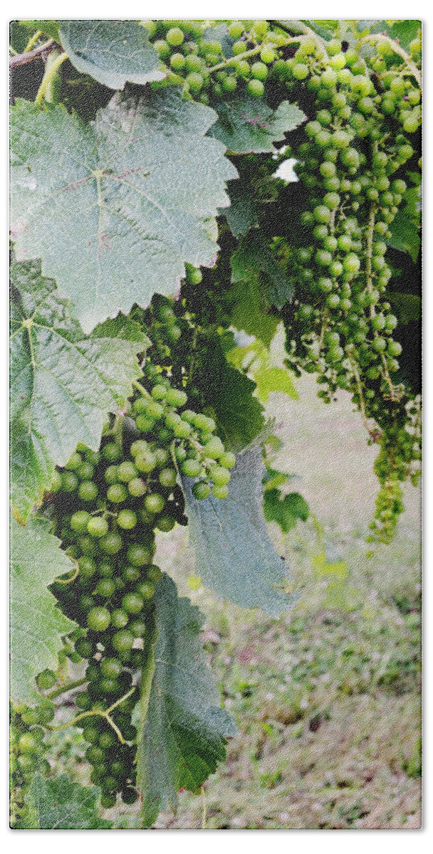 Grapes Beach Sheet featuring the photograph Before the Harvest by La Dolce Vita