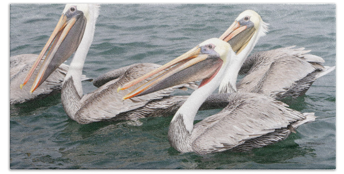 Pelican Beach Towel featuring the photograph Begging For Food by Shoal Hollingsworth