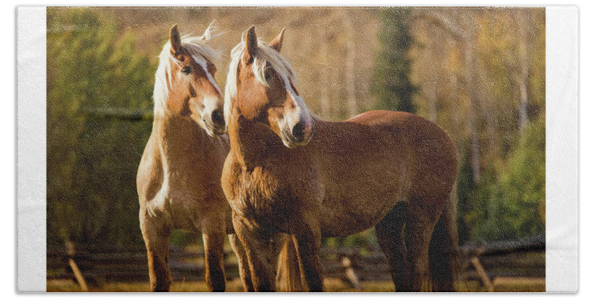 Horse Beach Towel featuring the photograph Belgian Draft Horses by Sharon Jones