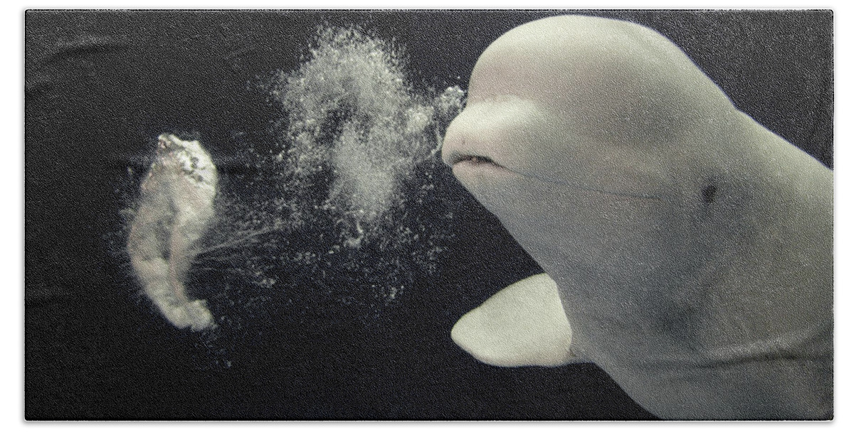 Mp Beach Towel featuring the photograph Beluga Delphinapterus Leucas Whale by Hiroya Minakuchi