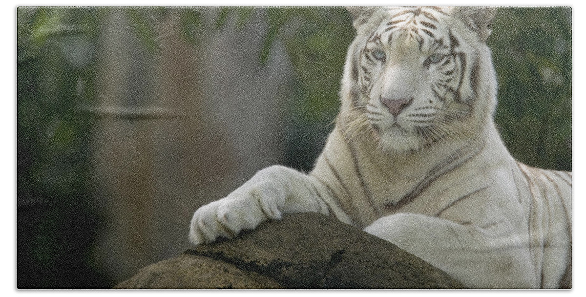 Mp Beach Towel featuring the photograph Bengal Tiger Panthera Tigris Tigris by Cyril Ruoso