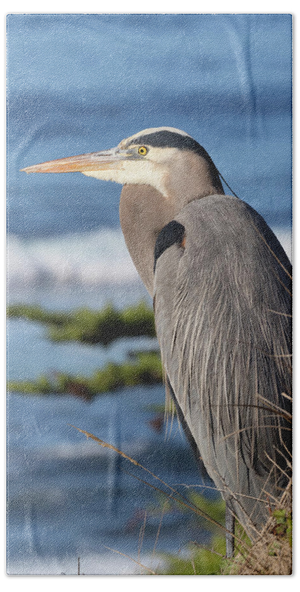 Great Blue Herons Beach Towel featuring the photograph Bertie above the Ocean by Kathleen Bishop