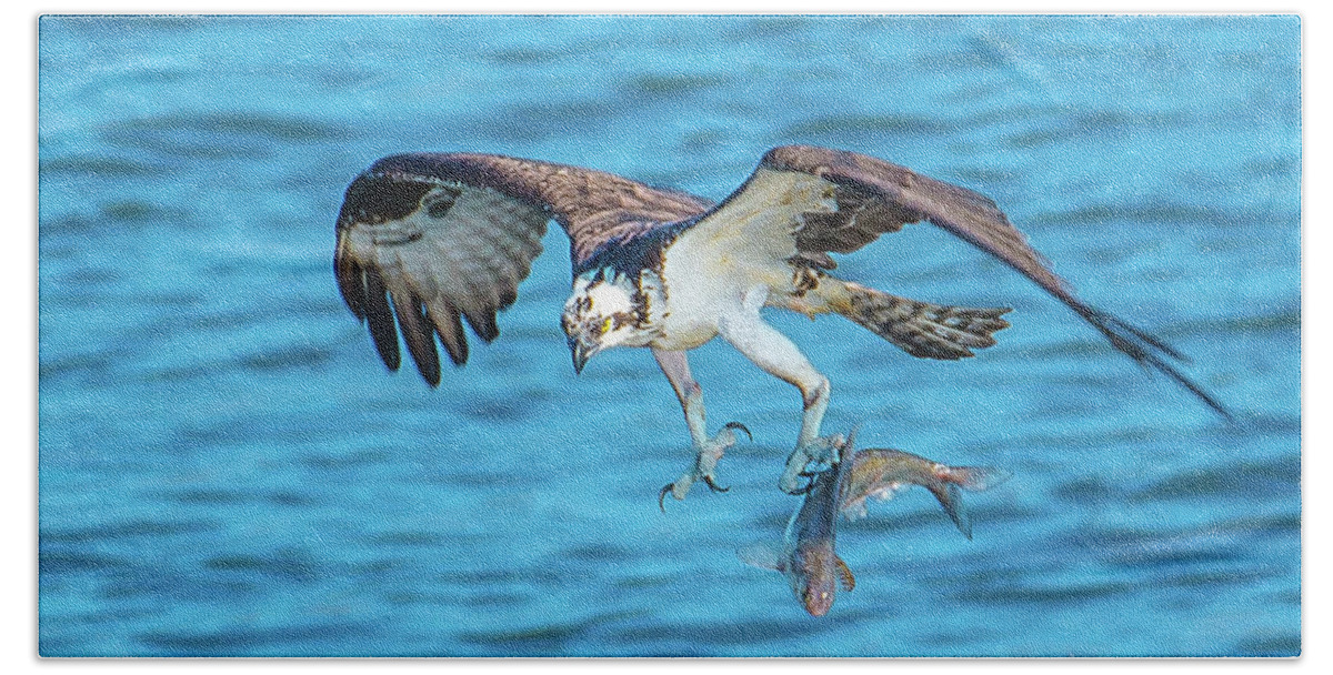 20170318 Beach Sheet featuring the photograph Best Osprey with Fish in One Talon by Jeff at JSJ Photography