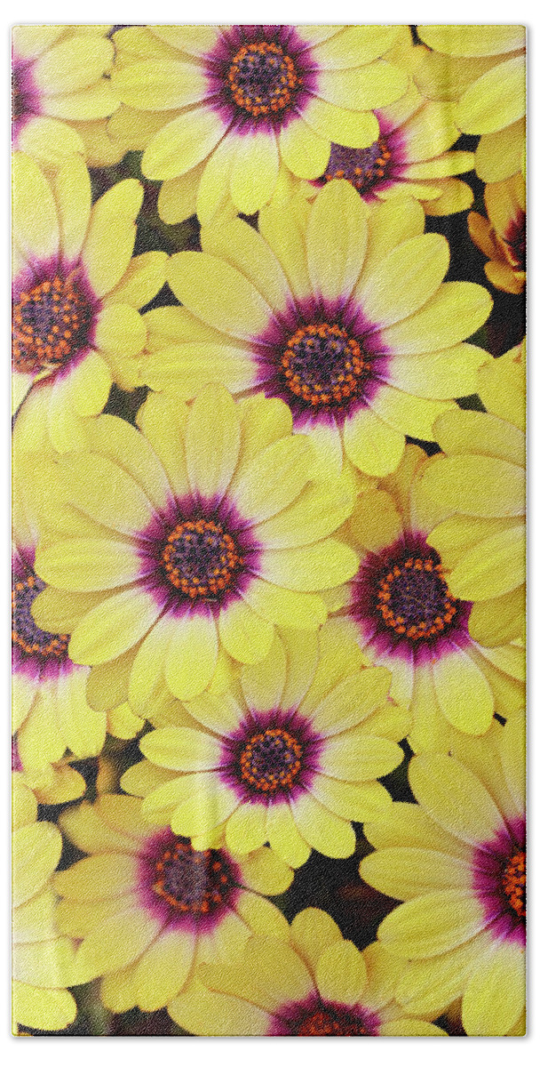 Daisies Beach Towel featuring the photograph Better is Beautiful by Vanessa Thomas