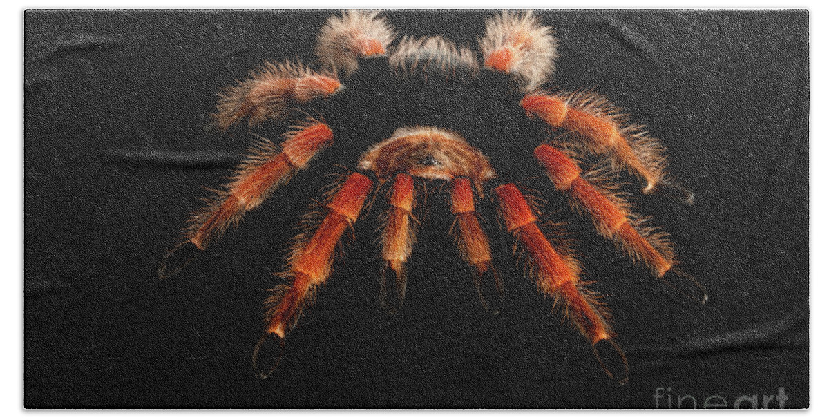 Spider Beach Towel featuring the photograph Big hairy Tarantula Theraphosidae by Sergey Taran