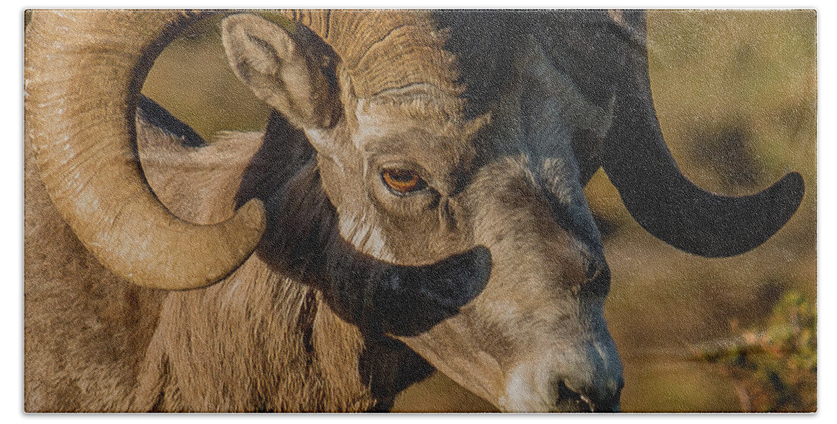 Ram Beach Towel featuring the photograph Big-Horn Ram In Summer by Yeates Photography