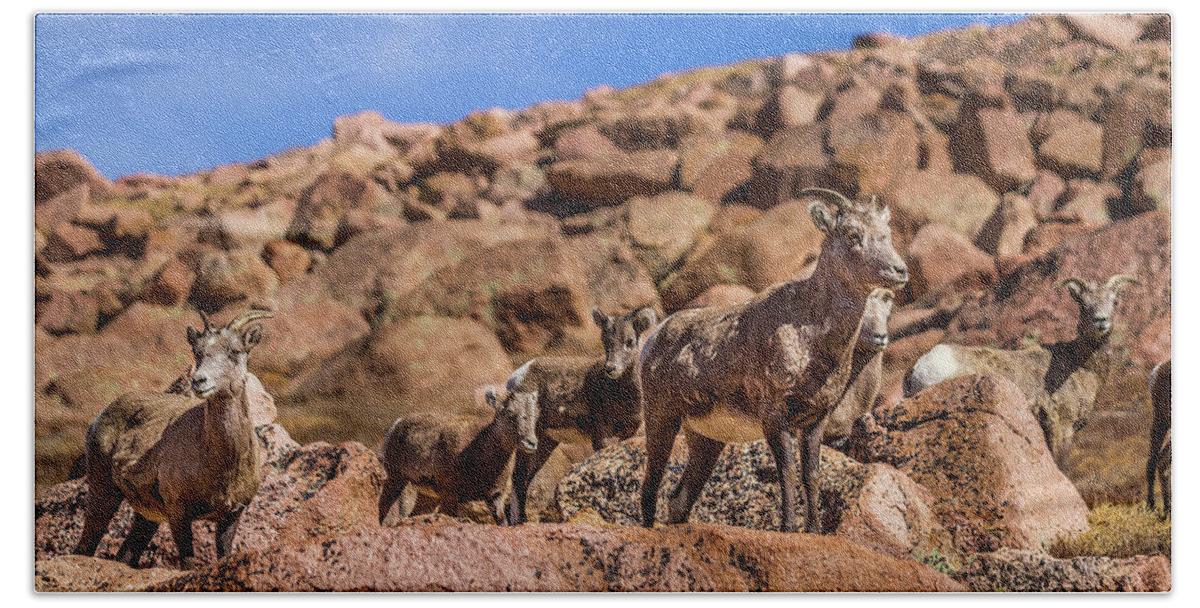 Animal Beach Towel featuring the photograph Big Horn Sheep by Ron Pate