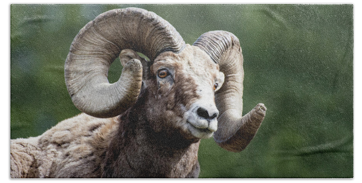 Ram Beach Sheet featuring the photograph Big Horn Sheep by Scott Read