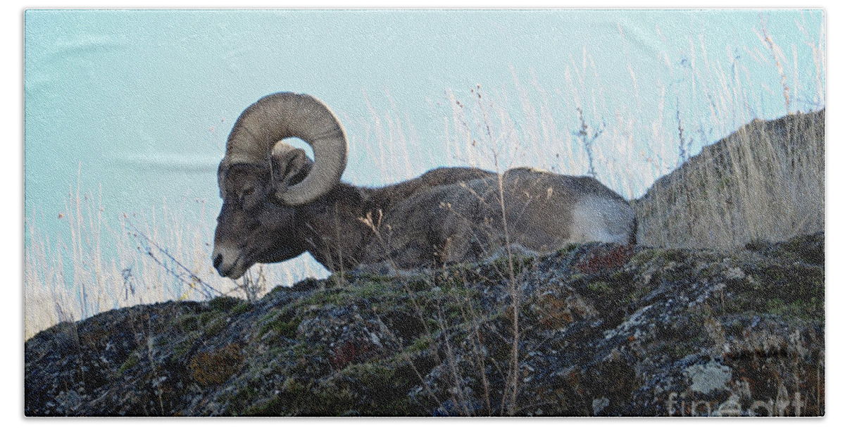 Bighorn Beach Towel featuring the photograph Bighorn Sheep by Cindy Murphy - NightVisions