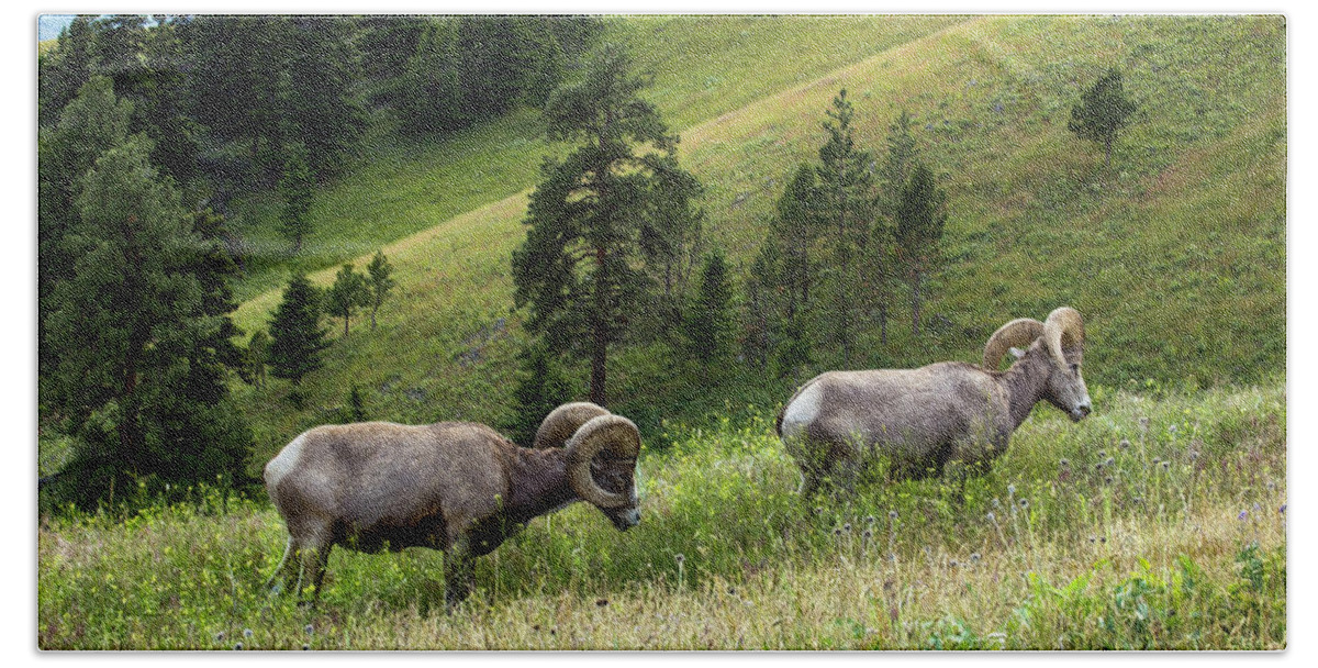 Bighorn Beach Towel featuring the photograph Bighorn Sheep grazing in Mountain Meadow by Amy Sorvillo