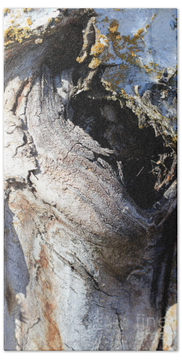 Old Beach Towel featuring the photograph Birch by Annekathrin Hansen