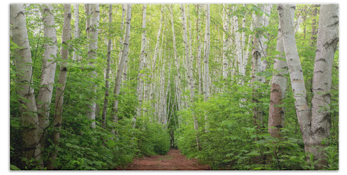 Birch Beach Towel featuring the photograph Birch Path Spring #3 by White Mountain Images
