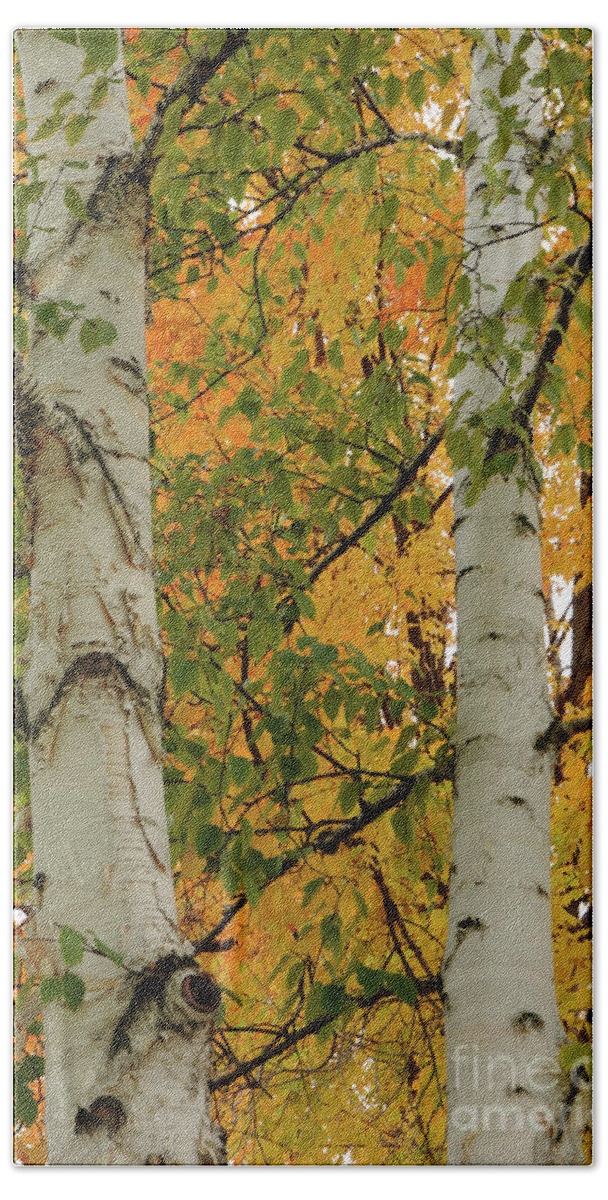 Tree Beach Towel featuring the photograph Birch Tree by Ronald Grogan