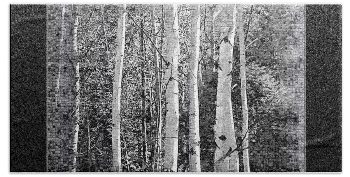 Birch Trees Beach Towel featuring the photograph Birch Trees by Susan Kinney