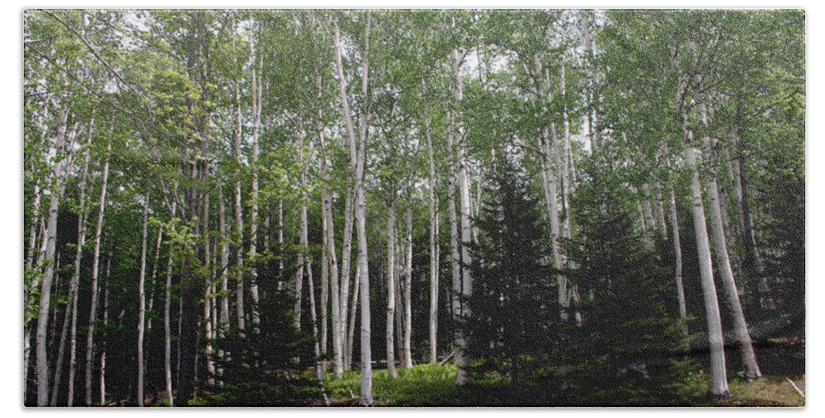 New Hampshire Beach Sheet featuring the photograph Birches by Heather Applegate