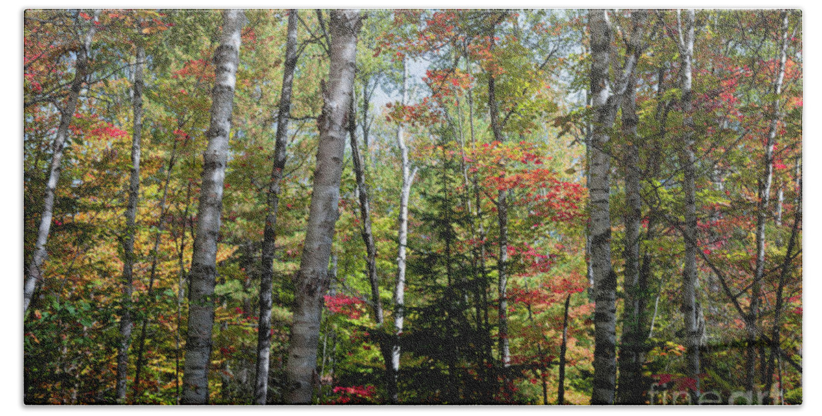 Forest Beach Towel featuring the photograph Birches in fall forest by Elena Elisseeva