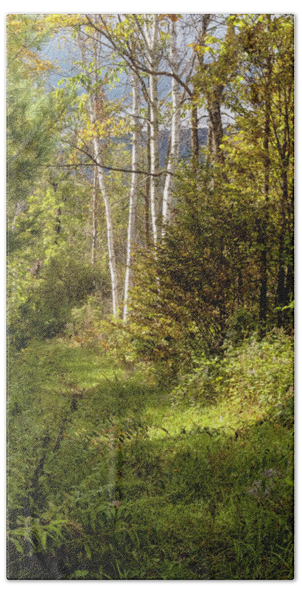 Autumn Birches Beach Towel featuring the photograph Birches On An Autumn Path by Tom Singleton