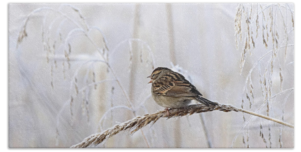 Birds Beach Sheet featuring the photograph Bird in first Frost by Paul Ross
