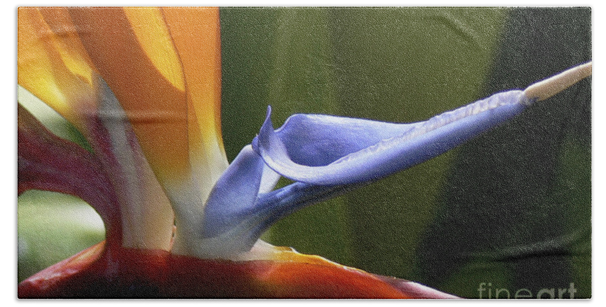 Strelitzia Beach Towel featuring the photograph Bird of Paradise Flower Detail by Heiko Koehrer-Wagner