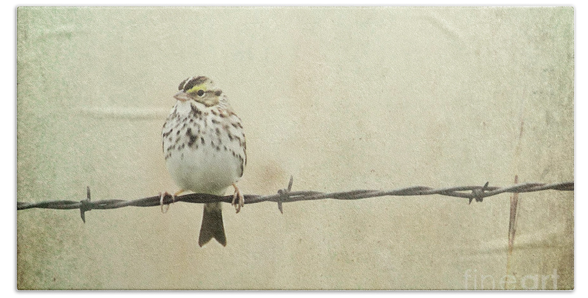 Birds Beach Towel featuring the photograph Bird on Barbed Wire by Pam Holdsworth