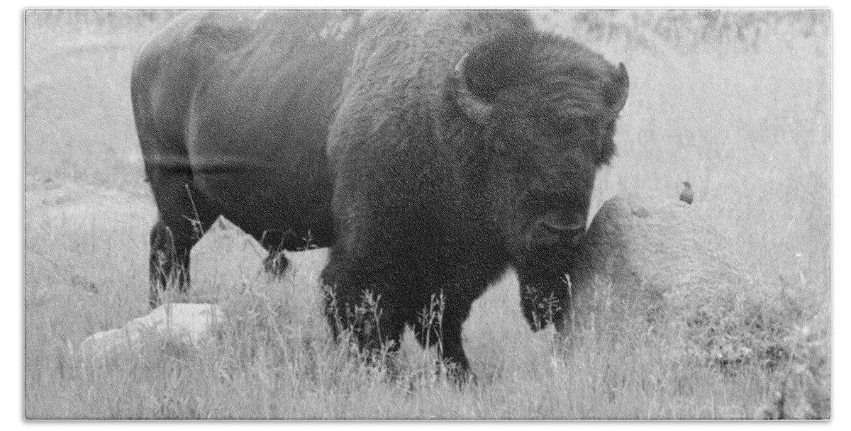 Animal Beach Towel featuring the photograph Bison and Buffalo by Mary Mikawoz
