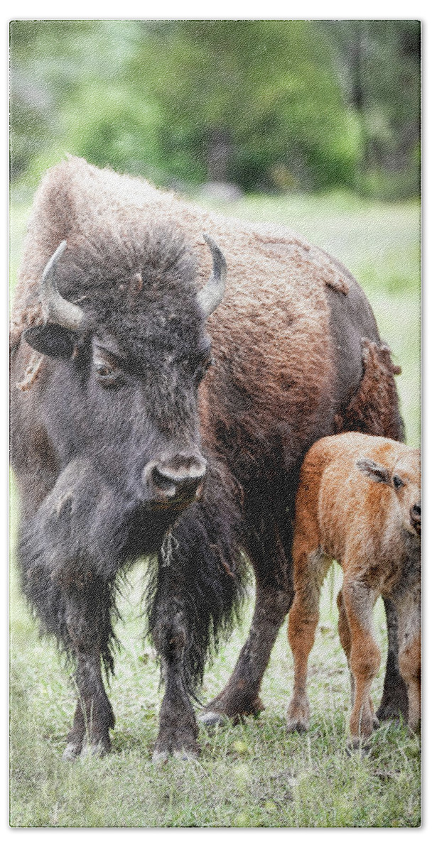 Bison Beach Sheet featuring the photograph Bison And Calf Portrait by Athena Mckinzie